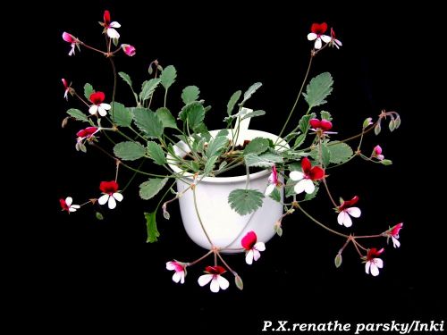 P.X.renathe parsky
